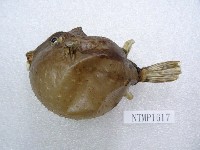 藏品(寬吻魨)的圖片